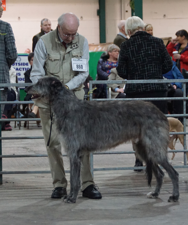 1st Open Dog